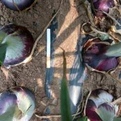 各位朋友大家好，辽宁凌海洋葱已上市！欢迎朋友们前来选购