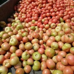 山东禹城硬粉西红柿早买早赚