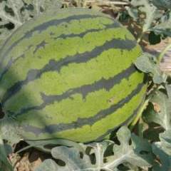 2017凌海西瓜，深得合作商的信赖