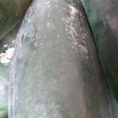 2017郯城冬瓜子弹头黑皮、一串铃小瓜