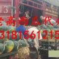 2017年夏季山东黄河滩西瓜近年最低价