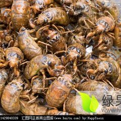 金蝉(卵虫子)每年出产一次，纯天然