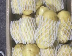 山东胶州荷兰十五土豆欢迎合作