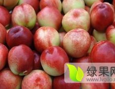 大荔蜜桃 毛桃品种很多，毛桃价格稳定