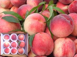 2017大荔蜜桃 毛桃上市价格，毛桃基地价格