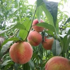 临沂莒南涝坡天马岛风景区仓方早生蜜桃