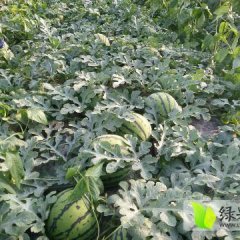 陕西大荔甜王系列西瓜 价格稳定需要抓紧