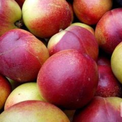 临猗孙吉王海英5月曙光油桃