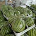 夏邑西瓜 种植8424西瓜多年，质量好