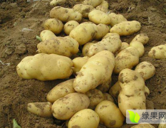 封丘土豆 现有30亩陆地土豆成熟