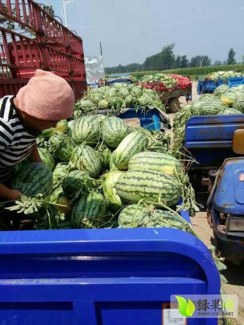 2017年河南夏邑冠龙价格