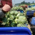 2017夏邑西瓜以冠龙为主，种植面积大