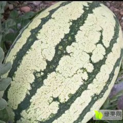 陕西大荔长花白皮金城5西瓜质优价廉
