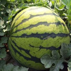 隆尧西瓜聚焦市场山口张志锋诚信合作