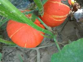 2017凌海南瓜 红皮品种中的大果高产品种