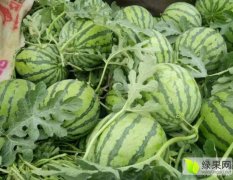 固镇8424西瓜大量上市中，7斤打底