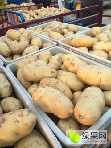2017年山东东昌府荷兰十五价格