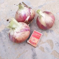 河南宁陵红皮洋葱质量保证；品质优良