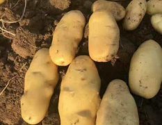 2017昌邑土豆 常年供应荷兰土豆