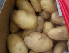 安徽谯城出售大量优质土豆(荷兰15)，表面光滑