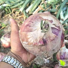 东昌府洋葱正在上市中价格便宜质量很欢迎