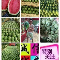 河南开封通许诚信西瓜专业合作社