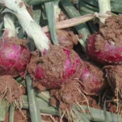 三原老尉 数万亩洋葱以大量上市