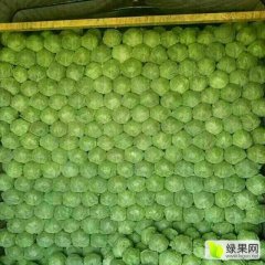 河北蔚县甘蓝欢迎合作-草沟堡鹏鹏诚信代收