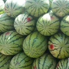 王行磊硒砂瓜专业代办