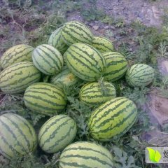 甘肃靖远高湾西瓜 硒砂瓜