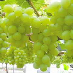 河北饶阳维多利亚葡萄货多价格低