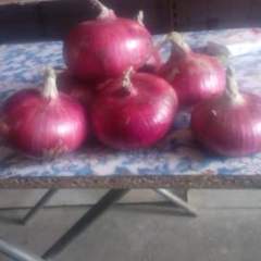 安丘担山洋葱大量上市，天然无公害