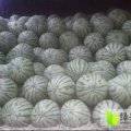 扶沟河南王伟7月花皮无籽西瓜13592243218