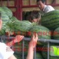 扶沟河南王伟7月春光六二西瓜13592243218