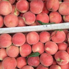 2017沂源蜜桃 突围、红冠，油桃