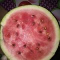 2017夏邑我处种植面积大，种植经验丰富
