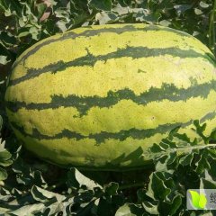 甘肃靖远硒砂瓜 请各地客户前来选购