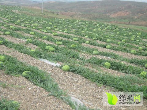 硒砂瓜价格