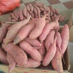 漳州市纯沙地红薯已开始大量上市