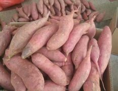 漳州市纯沙地红薯已开始大量上市