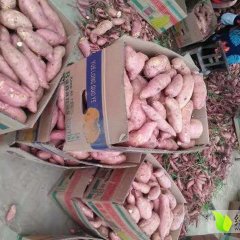 湖北宜城本地龙薯九号已经上市了！外行好