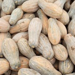 湖北嘉鱼早熟南瓜！兴蔬密本大量上市