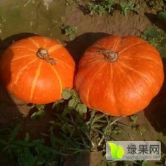 凌海日丰代收南瓜。。西瓜