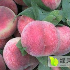 沂蒙蜜桃收购代办点