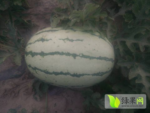 西农八号价格