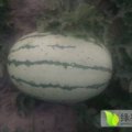山东利津西农八号西瓜著名品种