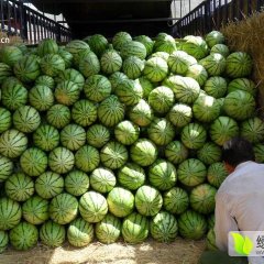靖远高湾西瓜已经成熟_个大 肉厚 耐运输欢迎采购