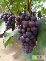 费县6月京亚葡萄