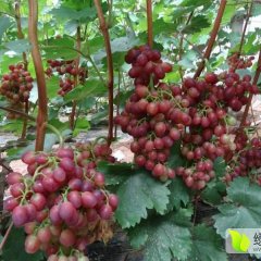 红提大棚种植，天然无激素，口感极佳