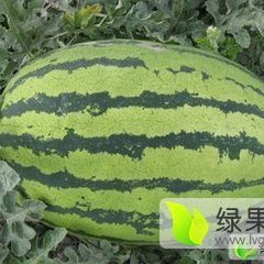 靖远西瓜种植范围最广的是西农，金城，丰抗